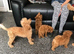 Stunning DEEP RED Toy Poodle puppies