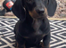 Beautiful dachshund puppies