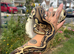 Rehoming Leo