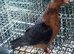 4 month old archangel pigeon