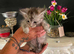 Mainecoon cross