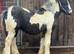 Cob filly to make me 14h