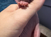 Sphynx kittens Ready for New home in Wisbech
