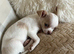 female chihuahua
