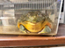 Adult Male African Bullfrog