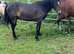 Registered NF geldings