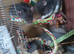 2 extremely tame male rats and cage