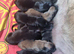 Belgian Malinois Puppies KNVP working lines