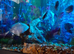 Convict Cichlids x6