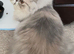 Stun̈ning Blue Cream Tabby Female