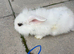 Lionhead baby