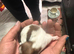 Stunning litter of 3 girls 1 boy