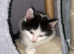 Black and white fluffy male kitten