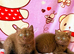 Top quality rainbow litter British shorthair kittens