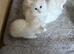 Turkish angora kittens