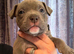 AMERICAN POCKET BULLY PUPPIES - Bulldog - Tri - Merl - Solid