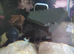 Rare L240 Vampire pleco