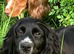 Cocker spaniel puppies