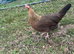 Brown leghorn hatching eggs available