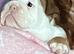 KC registered British bulldog