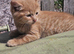 Kittens need a forever home