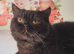 Beautiful Retired Chocolate GCCF Registered Lady