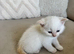 FULL PEDIGREE BRITISH SHORTHAIR KITTENS IN THE COTSWOLDS Champion Bloodline