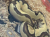 Male Ball python