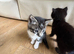 Beautiful tabby