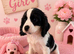 ** RARE COLOURED DNA CLEAR CAVAPOO PUPPIES **
