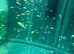KOI FRY 6-8 weeks old. 10 for &pound;10