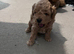 Beautiful tiny f1bb cavapoo pra clear puppies