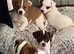 Jack Russell puppies for sale