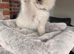 Beautiful Ragdoll Kittens Ready Now.