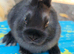 Baby Black Netherland Dwarf Buck - Ready Now