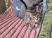 F3 savannah kittens