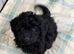 6 ABSOLUTELY STUNNING JET BLACK MINIATURE POODLES