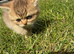 Black Golden British Shorthair Nottingham