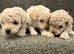 Cream toy poodle puppies
