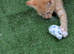 Delightful and friendly kittens looking for a home.