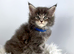 7 Gorgeous Pure Breed Maine Coon Kittens