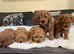 *3 DEEP RED CAVAPOO PUPPIES LEFT*