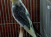 Cockatiels