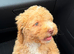 F2 Cockapoo for sale !!!