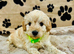 BEAUTIFUL F1 CAVAPOO PUPPIES EXTENSIVELY HEALTH TESTED PARENTS