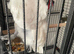 Tame umbrella cockatoo
