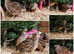 Quail Hens Point of Lay