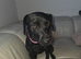 Patterdale/Lab