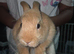 Rabbits