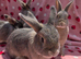 Blue fawn plush mini lop 11 weeks